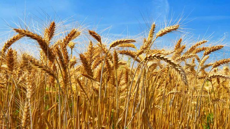 La industria brasileña se opone al trigo resistente a la sequía