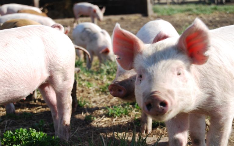 Argentina despachó el primer embarque de carne porcina a China