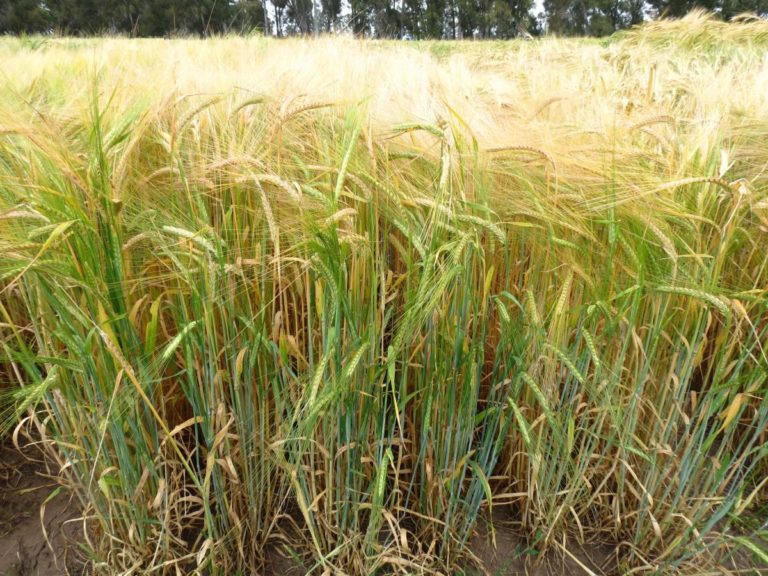 La cosecha de cebada en el sudeste bonaerense supera las expectativas