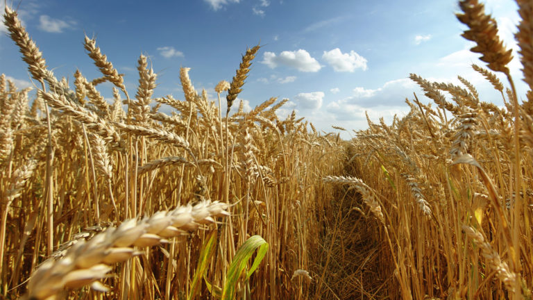 Restan 110.000 hectáreas para concluir la siembra de trigo