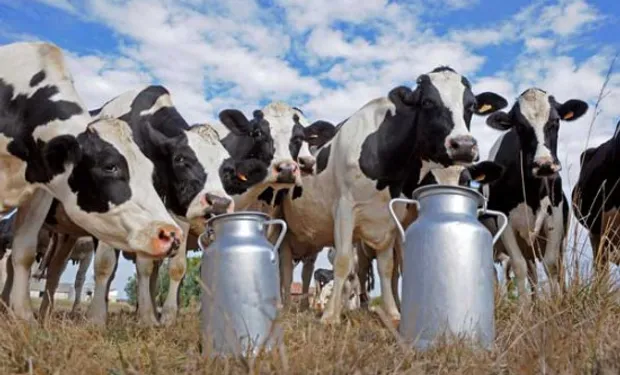 productores lecheros uruguayos fyo 1