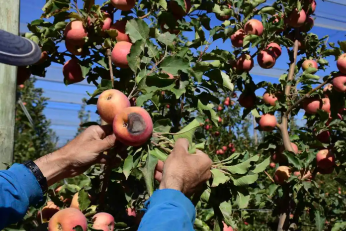 roca fruticultura chacra villa manzanas asoleadas maripe 9