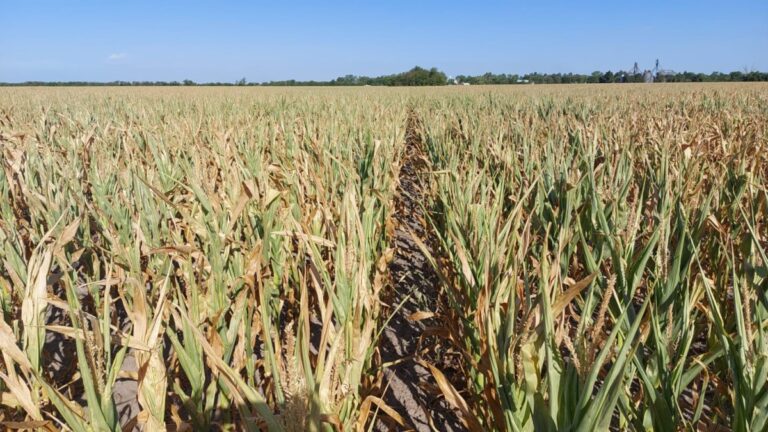 El oeste bonaerense comienza a complicarse por la falta de agua: impacto en maíz