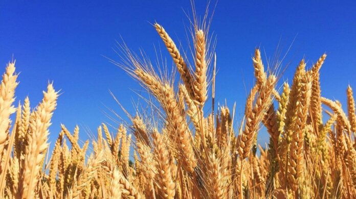 El trigo cae y solo aportará al Estado $1000 millones