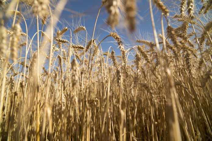 cosecha de trigo