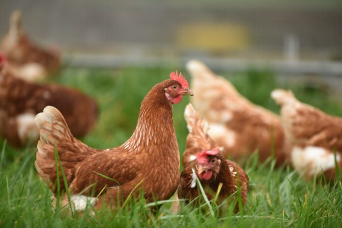 Avanzan en Provincia con sistemas pastoriles para la avicultura