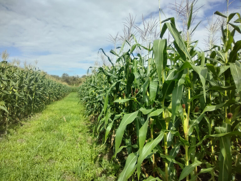 ¿Qué es y cómo combatir la nueva plaga que amenaza al maíz en la zona núcleo?