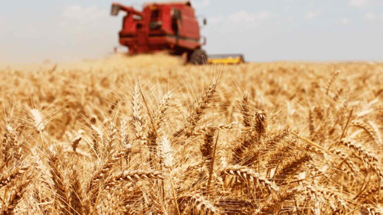 El Estado se queda con el 84% de la renta del trigo, según FADA