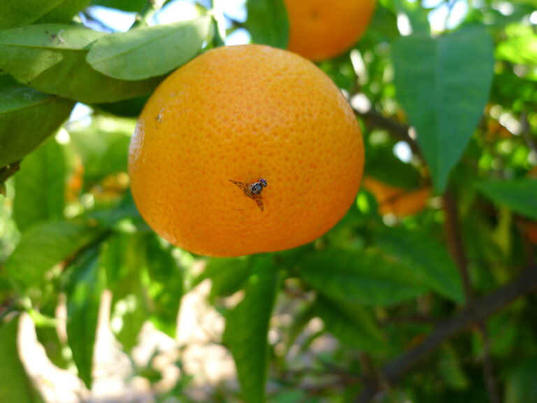Las claves para resguardar las áreas protegidas contra mosca de los frutos